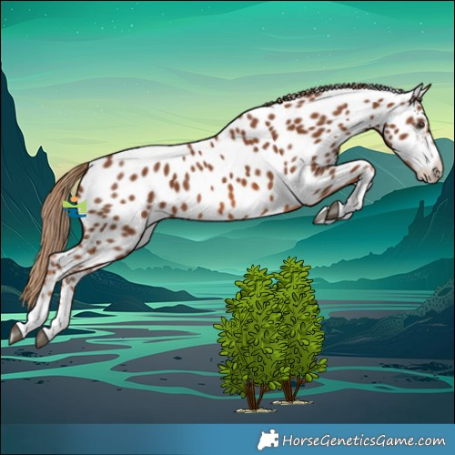 Horse Color:Chestnut Appaloosa