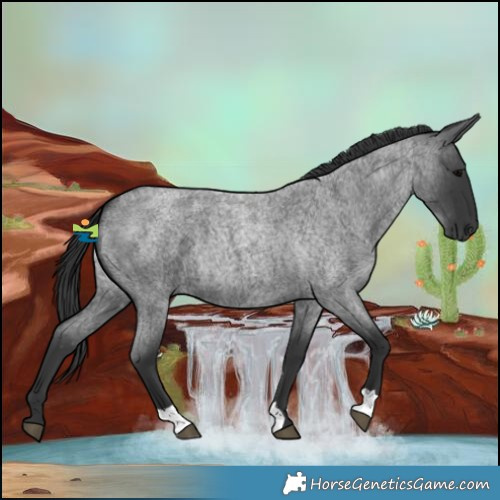 Horse Color:Blue Roan 