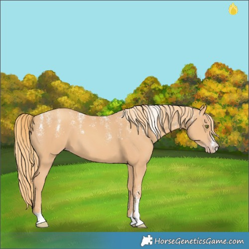 Horse Color:Powder White Gold Champagne