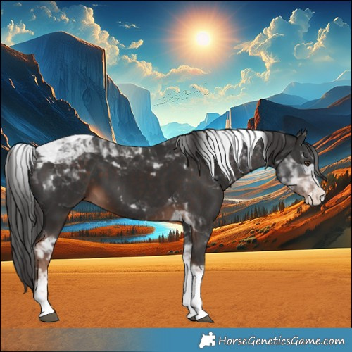 Horse Color:Liver Chestnut Splash Tobiano 
