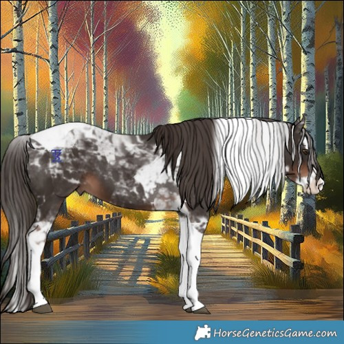 Horse Color:Liver Chestnut Splash Tobiano 