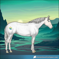 Horse Color:Cremello Roan Appaloosa