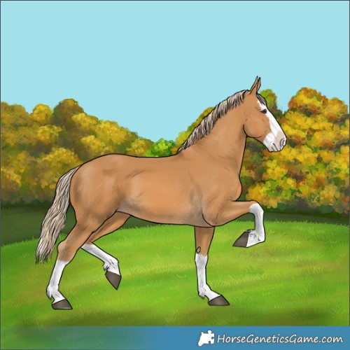 Horse Color:Palomino Splash 