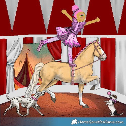 Horse Color:Palomino Splash