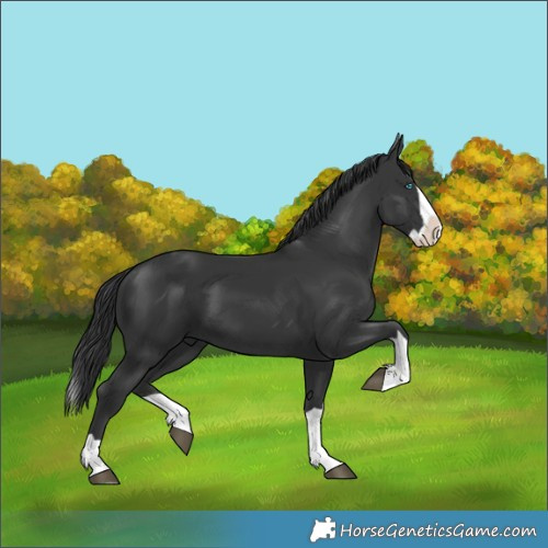 Horse Color:Unknown 