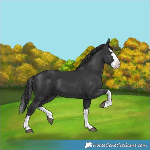 Horse Color:Unknown 