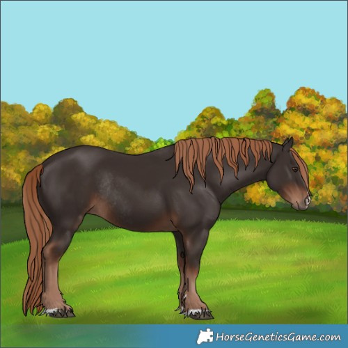 Horse Color:Liver Chestnut Rabicano