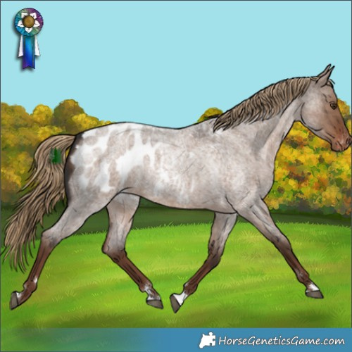 Horse Color:Liver Red Dun Roan Appaloosa