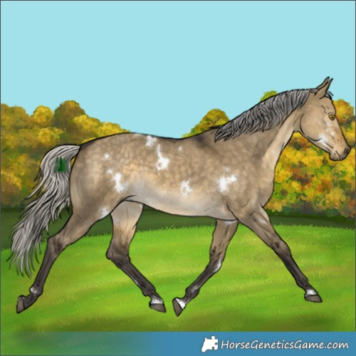 Horse Color:White Spotted Silver Buckskin Dun