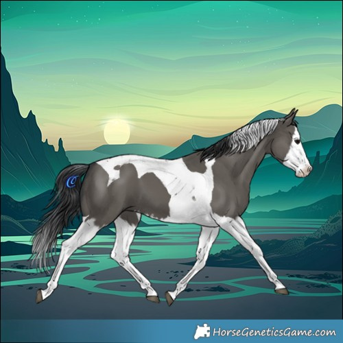 Horse Color:Grullo Splash Tobiano 