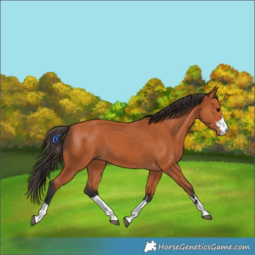 Horse Color:Bay 