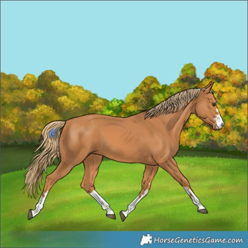 Horse Color:Chestnut 