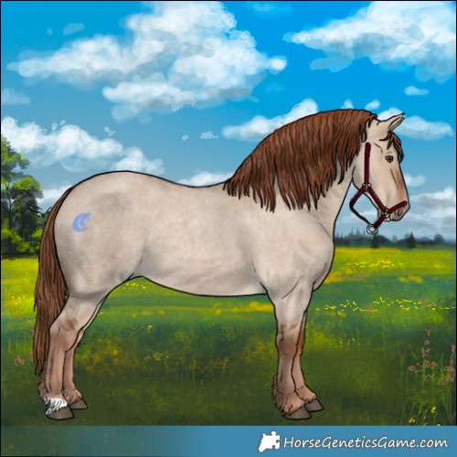 Horse Color:Red Dun Roan 