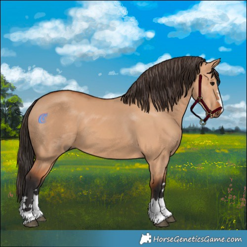Horse Color:Bay Dun 