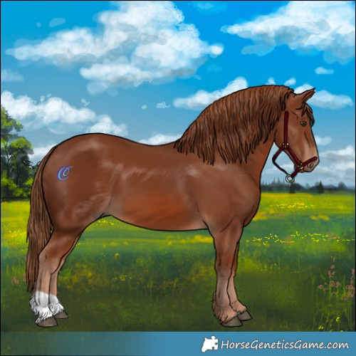 Horse Color:Chestnut 