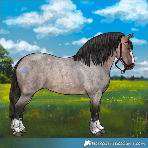 Horse Color:Bay Roan 