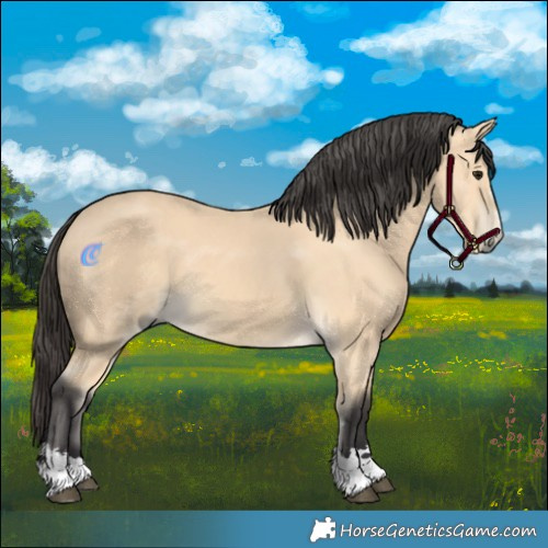 Horse Color:Buckskin 