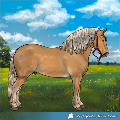 Horse Color:Palomino