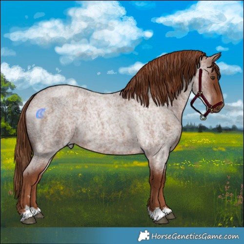 Horse Color:Red Roan