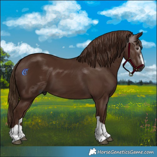 Horse Color:Gray Chestnut 