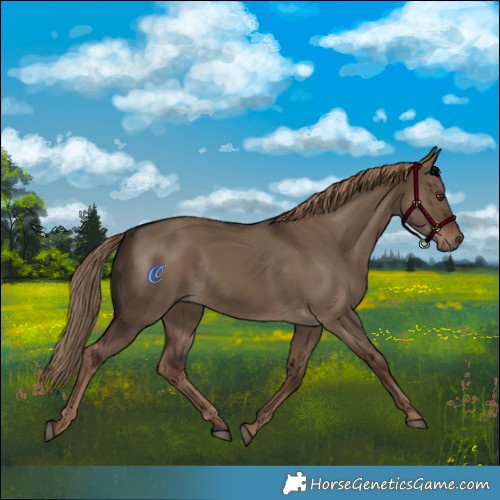 Horse Color:Liver Red Dun Rabicano