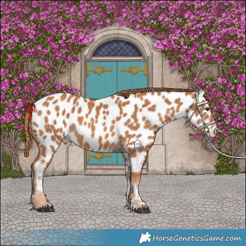 Horse Color:Chestnut Near Leopard Rabicano