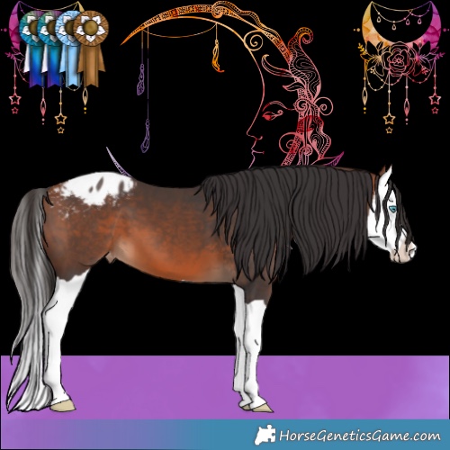 Horse Color:Bay Splash Appaloosa
