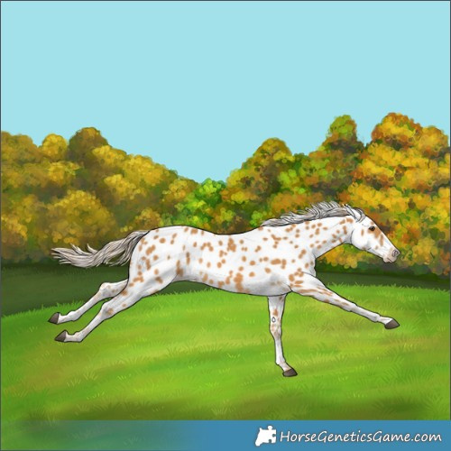 Horse Color:Palomino Appaloosa