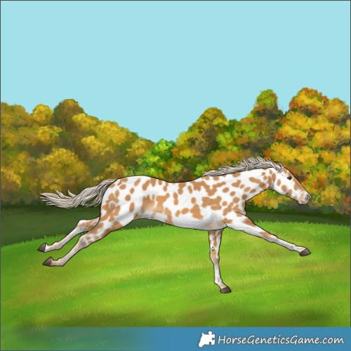 Horse Color:Palomino Near Leopard 