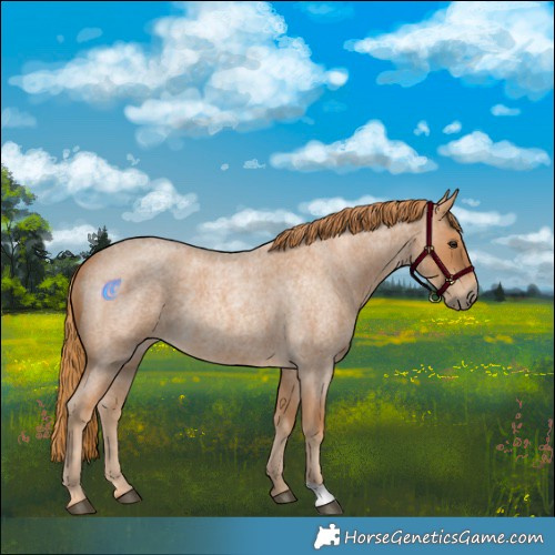 Horse Color:Red Roan
