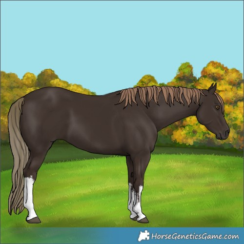 Horse Color:White Spotted Liver Chestnut 
