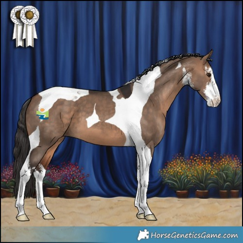 Horse Color:White Spotted Bay Dun Tobiano