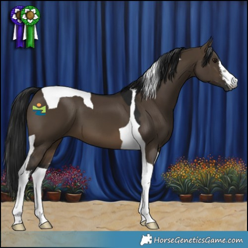 Horse Color:Gray White Spotted Brown Dun Tobiano