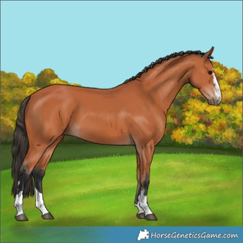 Horse Color:Bay 