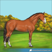 Horse Color:Bay 