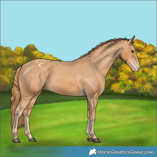 Horse Color:Chestnut Appaloosa 