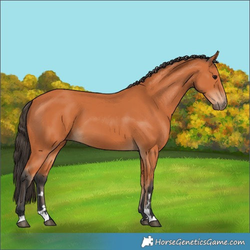 Horse Color:Bay 