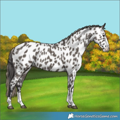 Horse Color:Smoky Grullo Near Leopard
