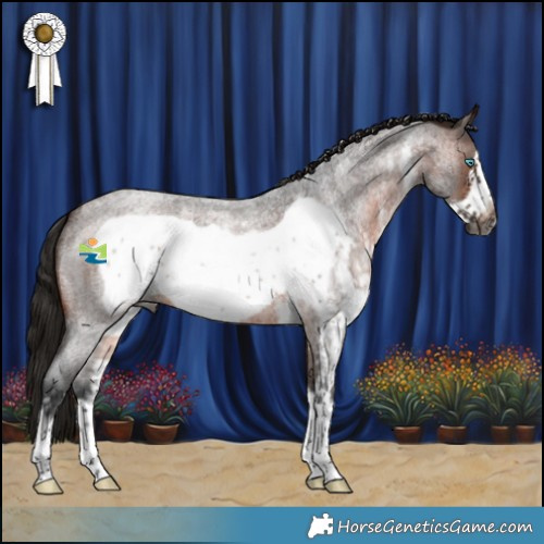 Horse Color:Gray Bay Roan Sabino Frame Appaloosa 