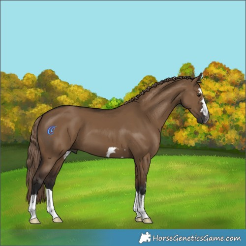 Horse Color:Gray Liver Red Dun 