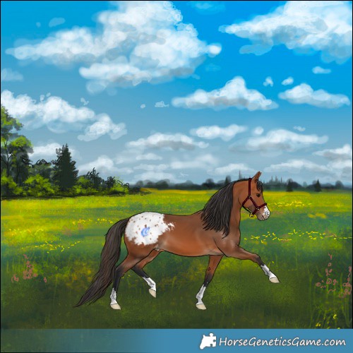 Horse Color:Bay Appaloosa