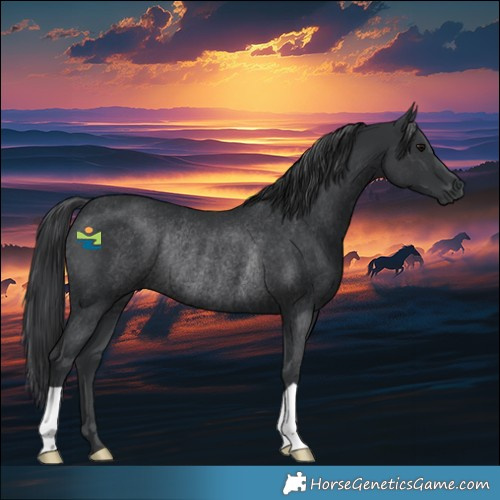 Horse Color:Black Rabicano 