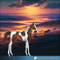 Horse Color:Brown Splash Tobiano Rabicano 