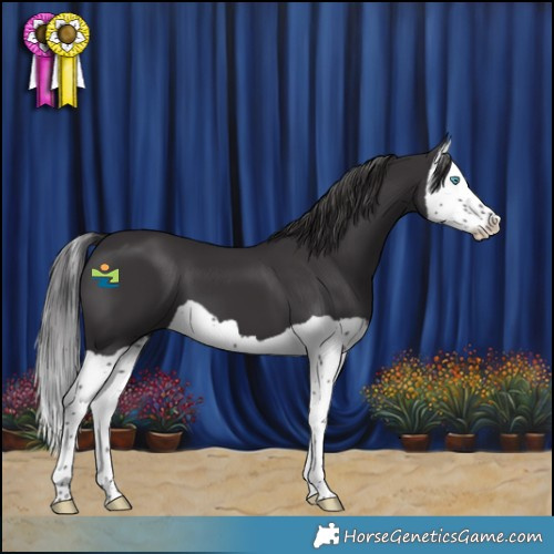 Horse Color:Smoky Black Splash