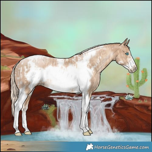 Horse Color:Buckskin Pearl Tobiano Frame and Chocolate Palomino Pearl Tobiano Frame