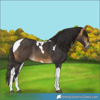Horse Color:Buckskin Tobiano