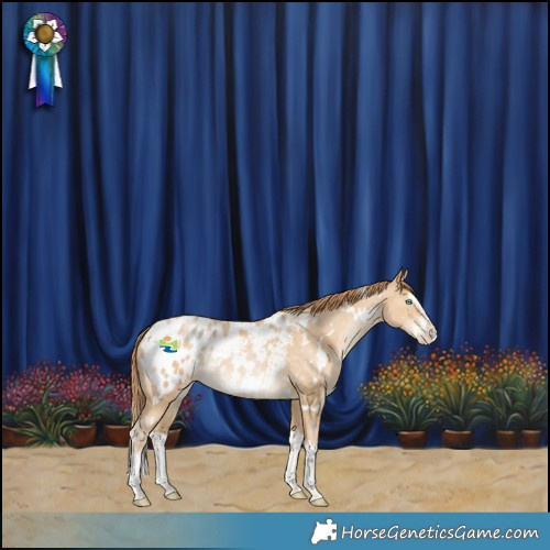 Horse Color:White Spotted Buckskin Pearl Splash Appaloosa