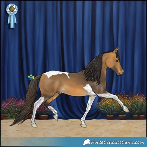 Horse Color:Buckskin Tobiano