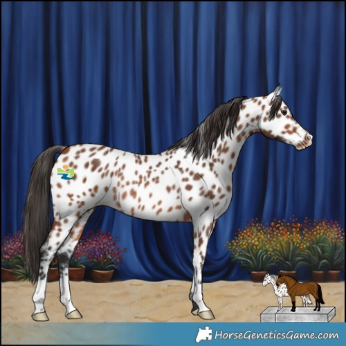 Horse Color:Bay Appaloosa Rabicano