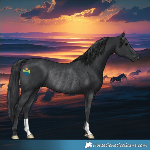 Horse Color:Black Rabicano